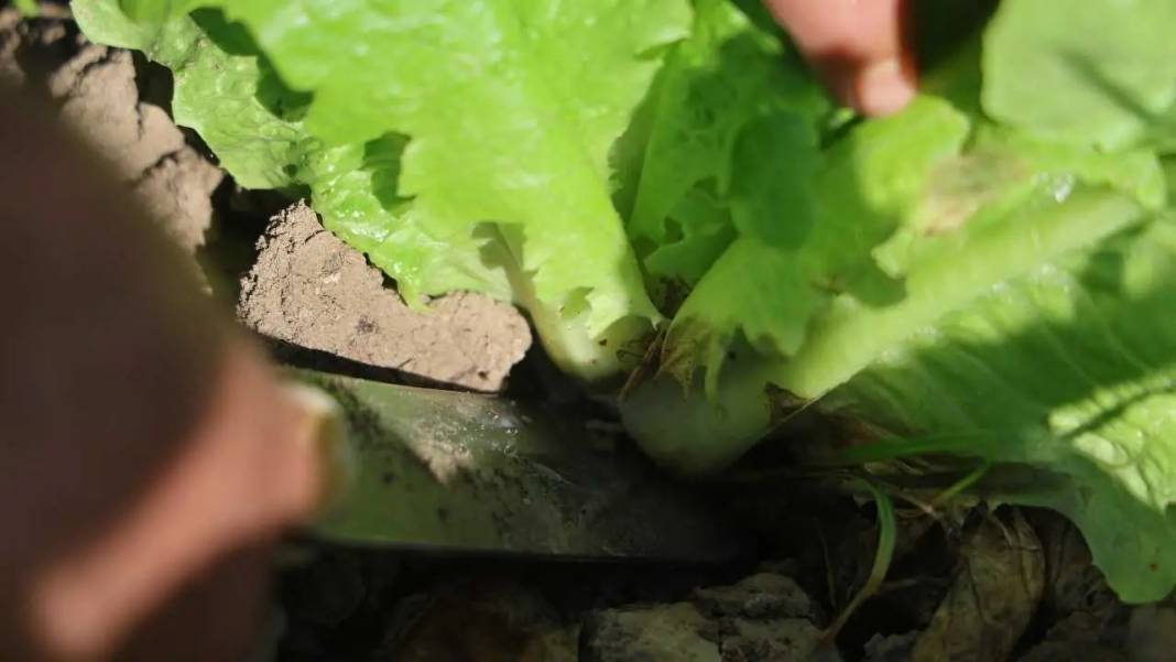 Hatay’da Marul Hasadı Erken Başladı: Tarlada 25, Reyonda 70 TL! 3